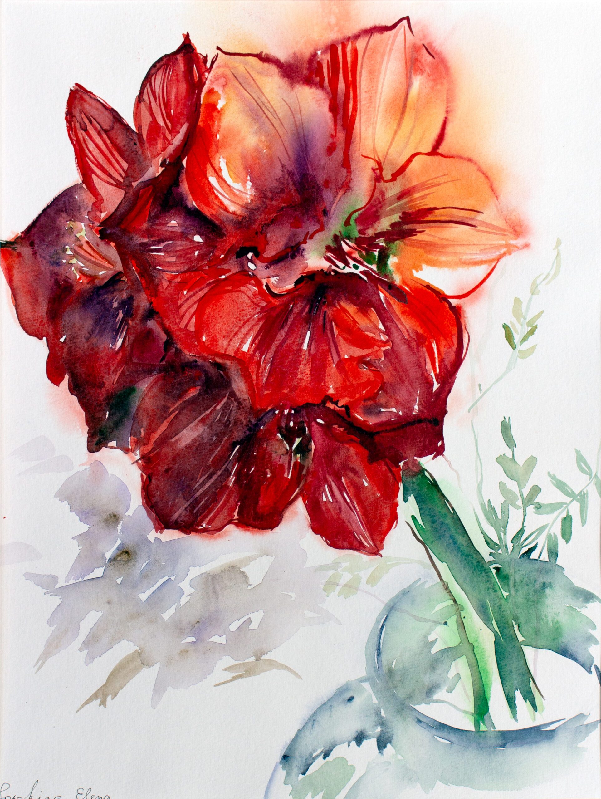 Amaryllis